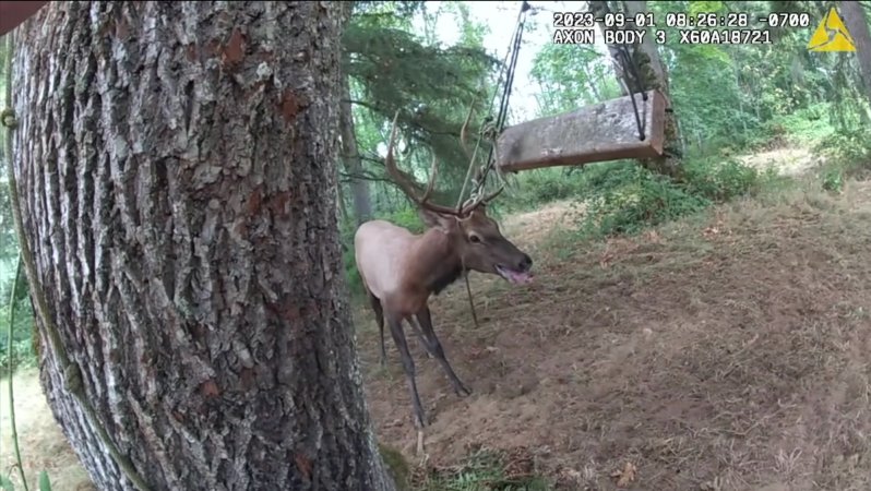 elk tangled in rope swing