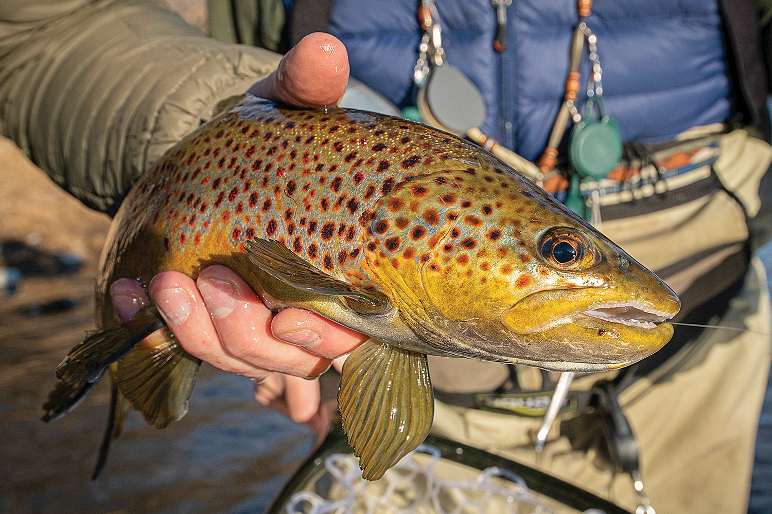 closeup of brown trout being held after being netted