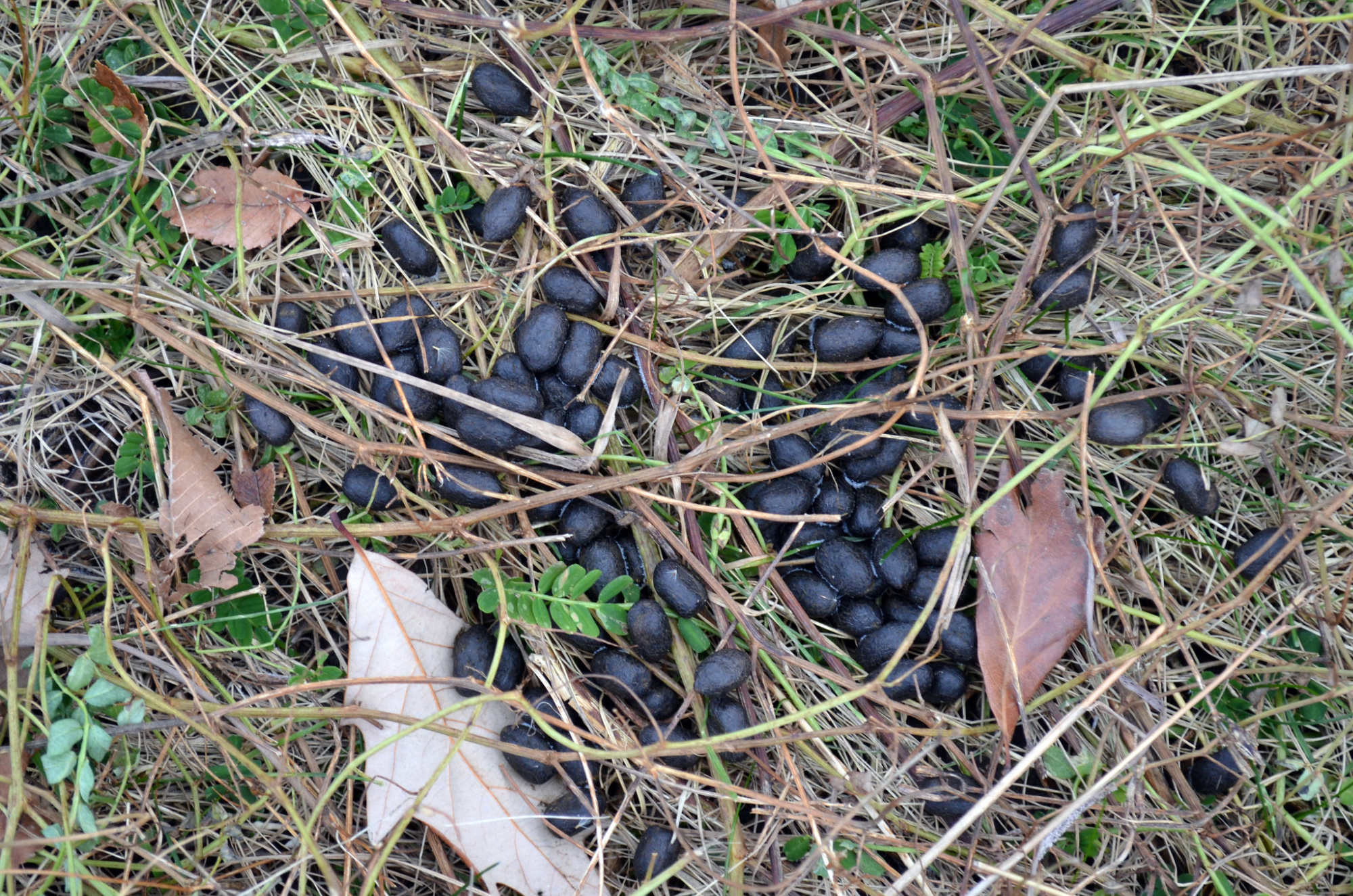 whitetail deer scat