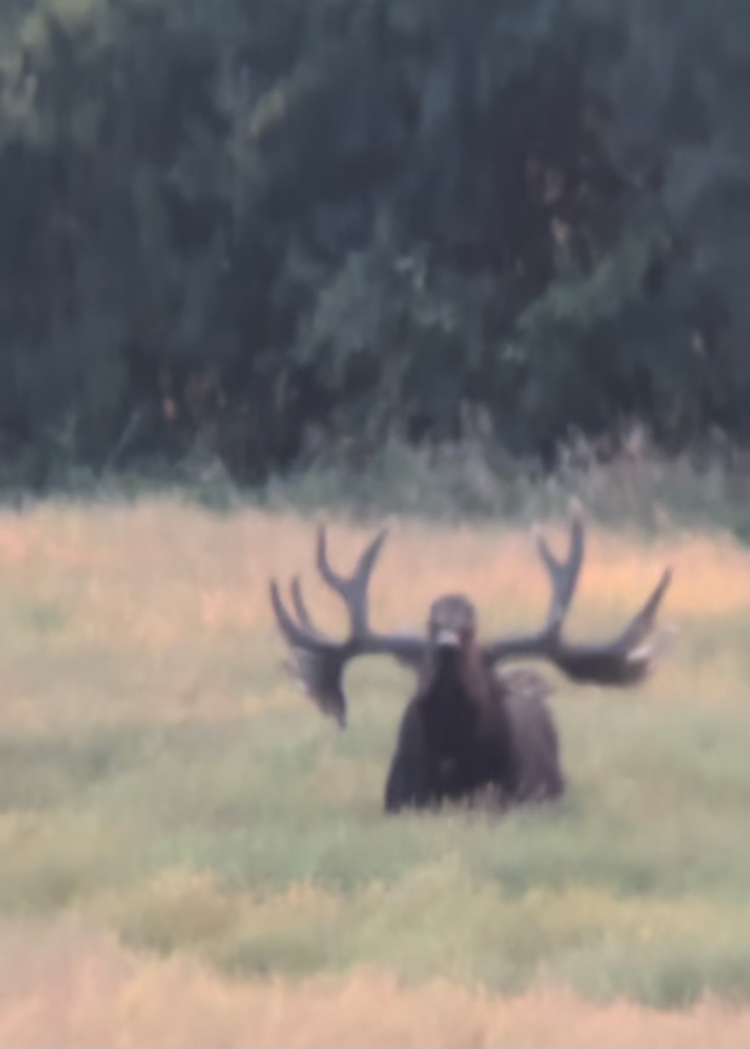 A blurry photo of a bull moose through an optic.