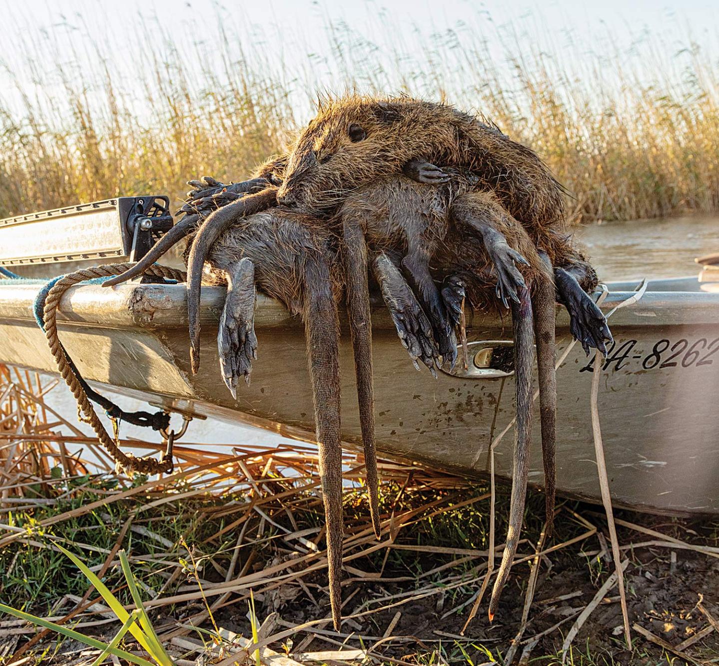 Hunting Nutria with the Rat Pack in Louisiana | Outdoor Life