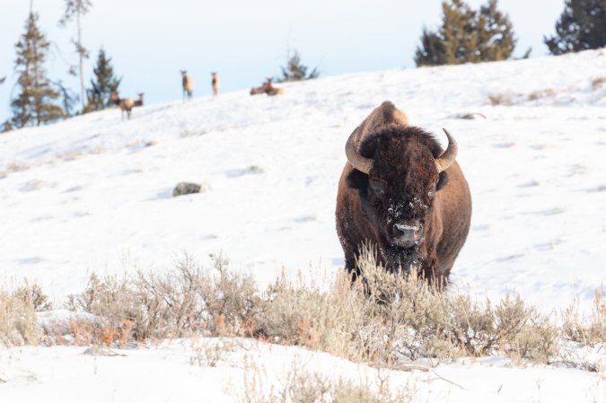 A bison looks into the camera withe elk on the hillside behind her.