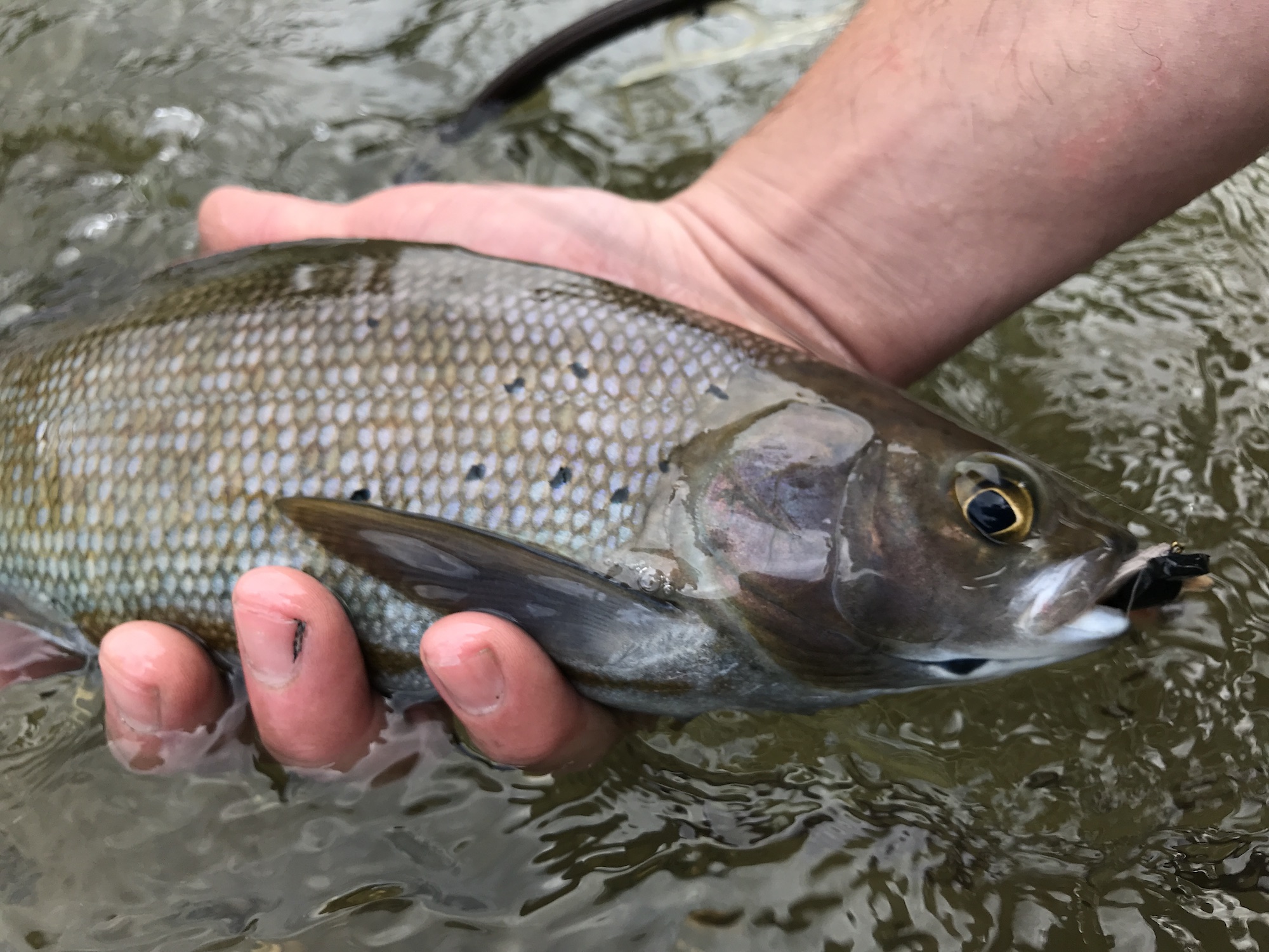 Grayling Fishing Returns to Michigan for the First Time in 100 Years ...