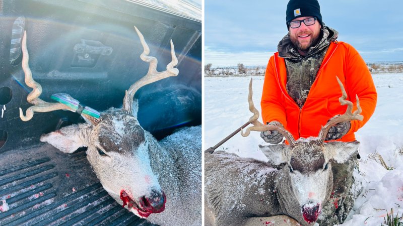 montana hunter with corkscrew mule deer buck