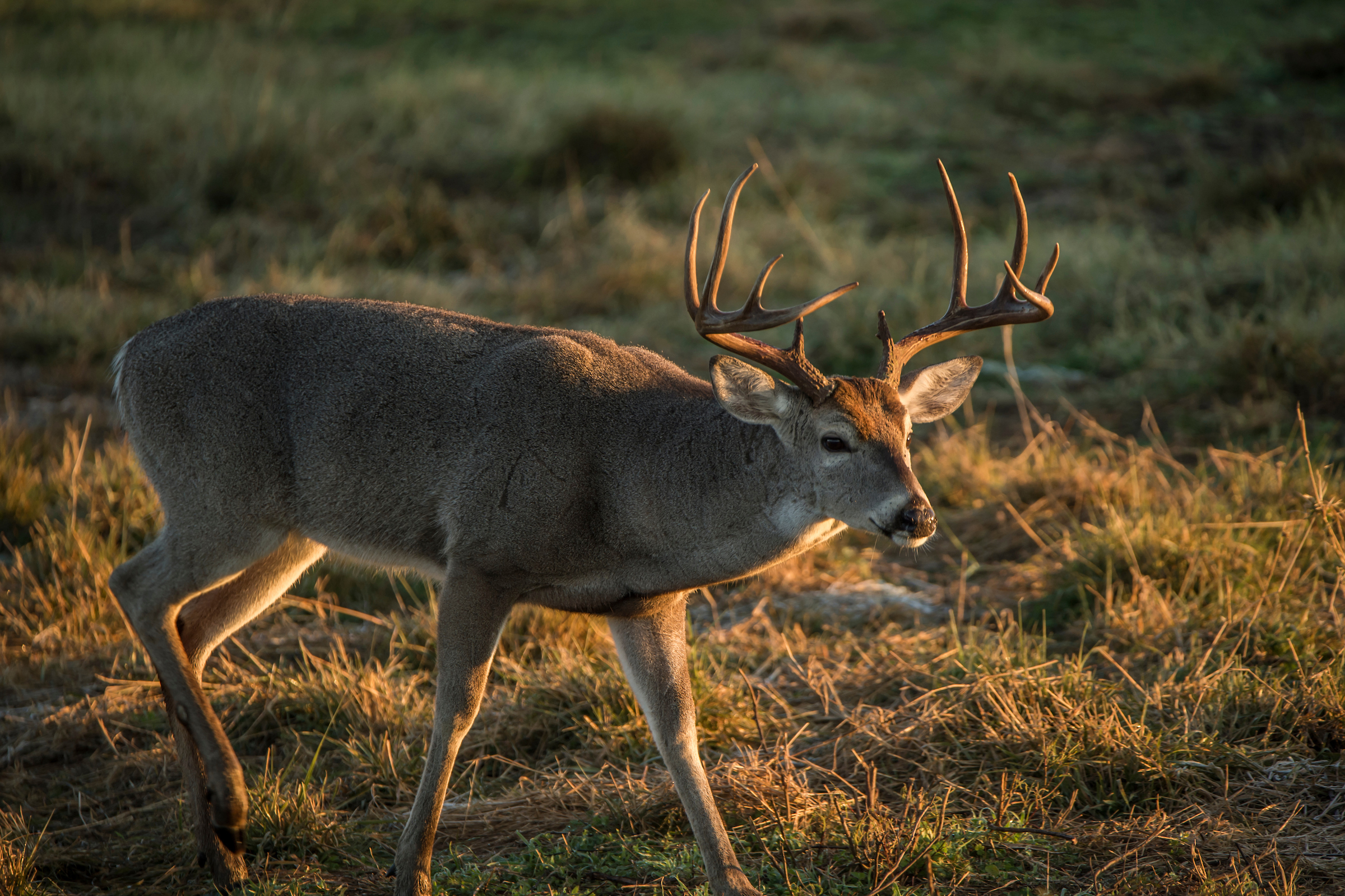 whitetail buck