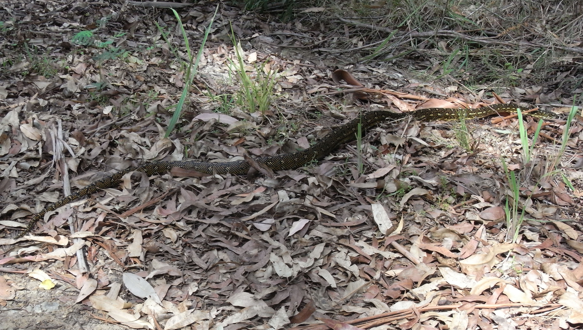 diamond python in leaves