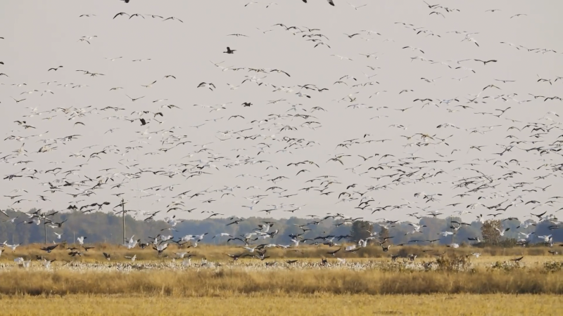 Welcome to Waterfowl Hunting Mecca