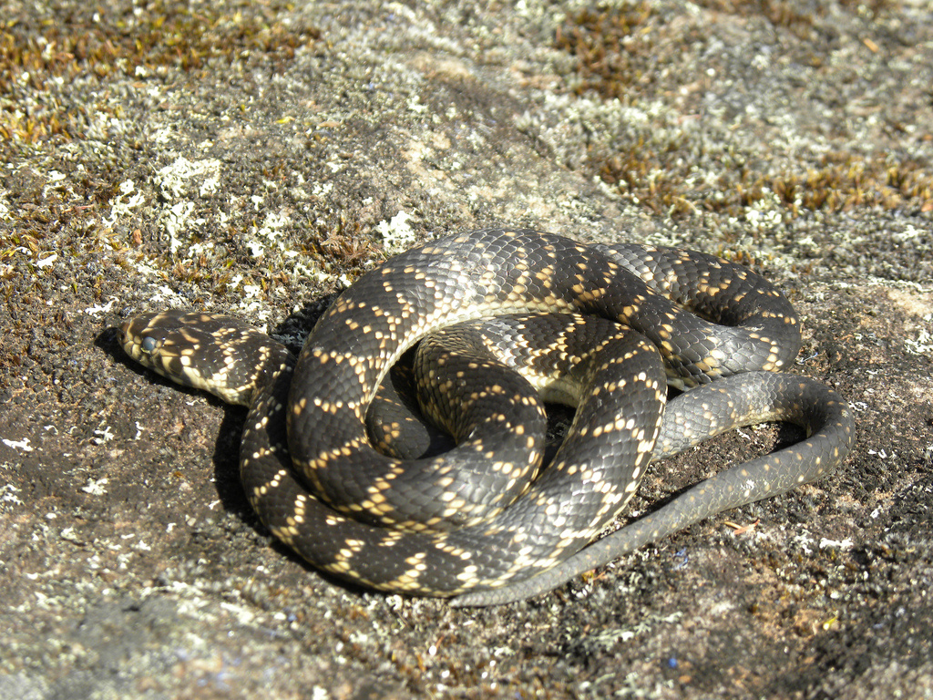 broad-headed snake