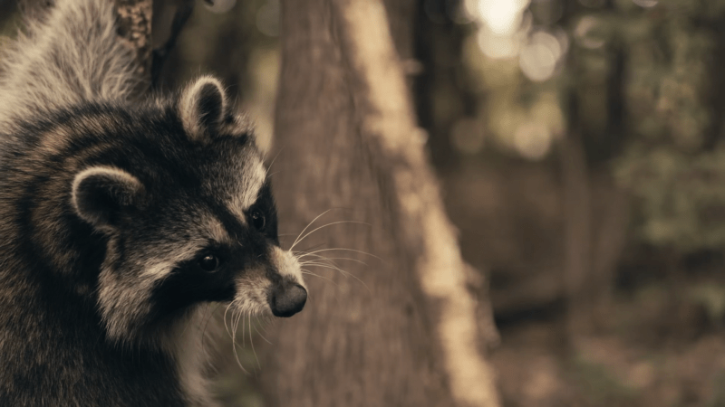 Summer to Spring There’s Plenty of Hunting in Arkansas