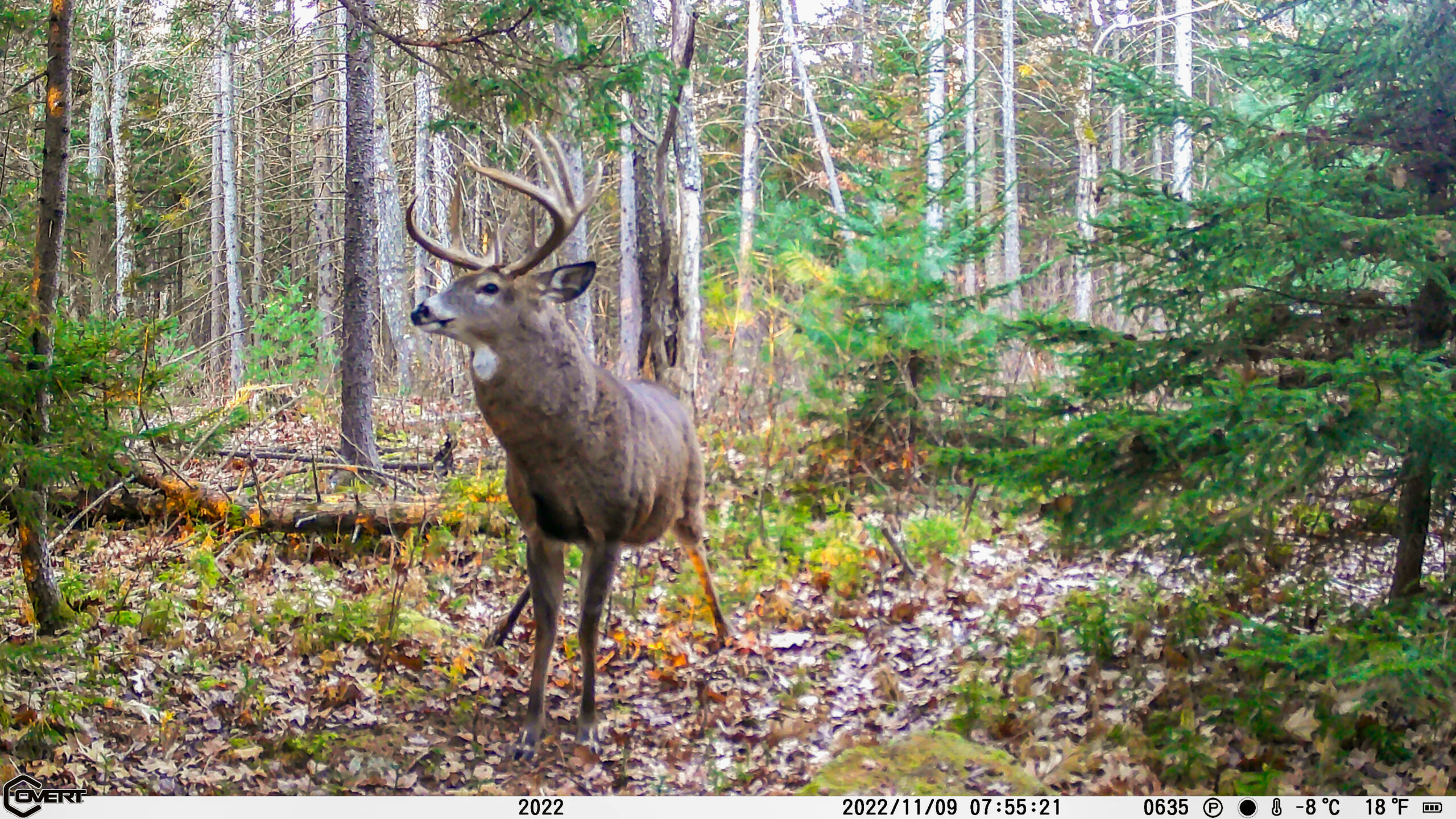 The Best Deer Attractants Of 2023 Outdoor Life 1375