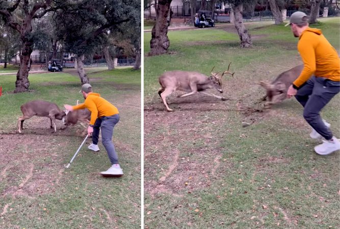 video golfer spanks rutting buck