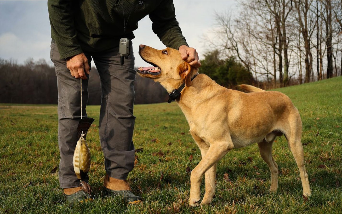 The entire wireless system concerning the training and security of dogs. 1 Drag 3 Pet Electronic Fence Wireless Dog Trainer Smart Electric Shock Dog Collar (Black).