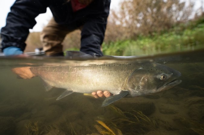 snake river dams underwater salmon