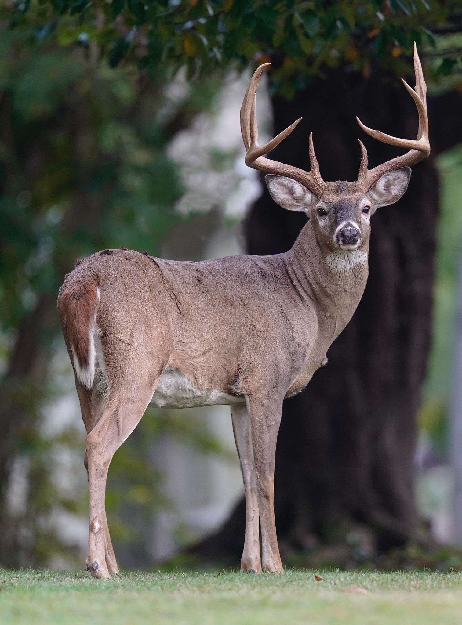 A nice dark horned typical 8 point buck.