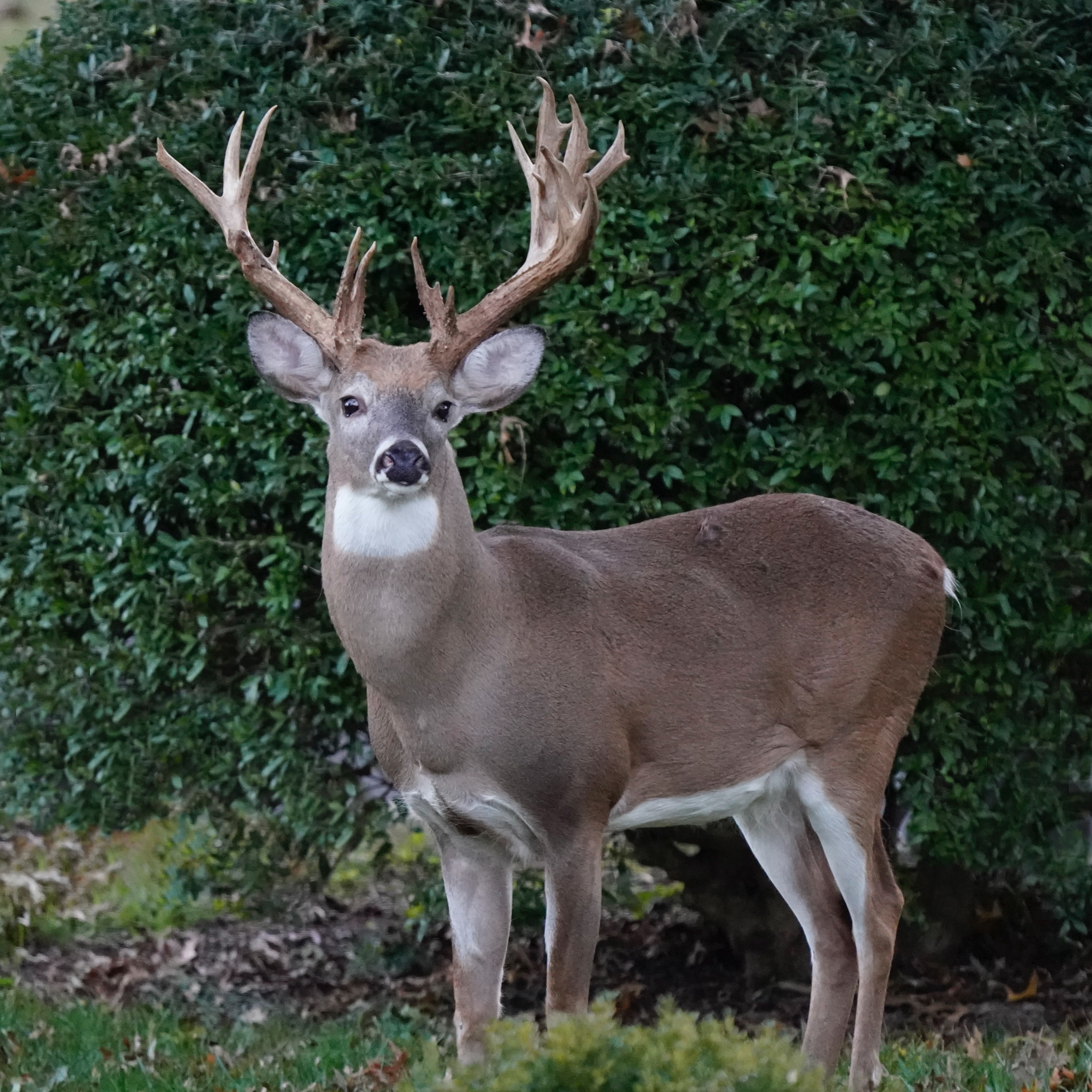 Poaching Investigation Opened into Hollywood Cemetery Buck | Outdoor Life