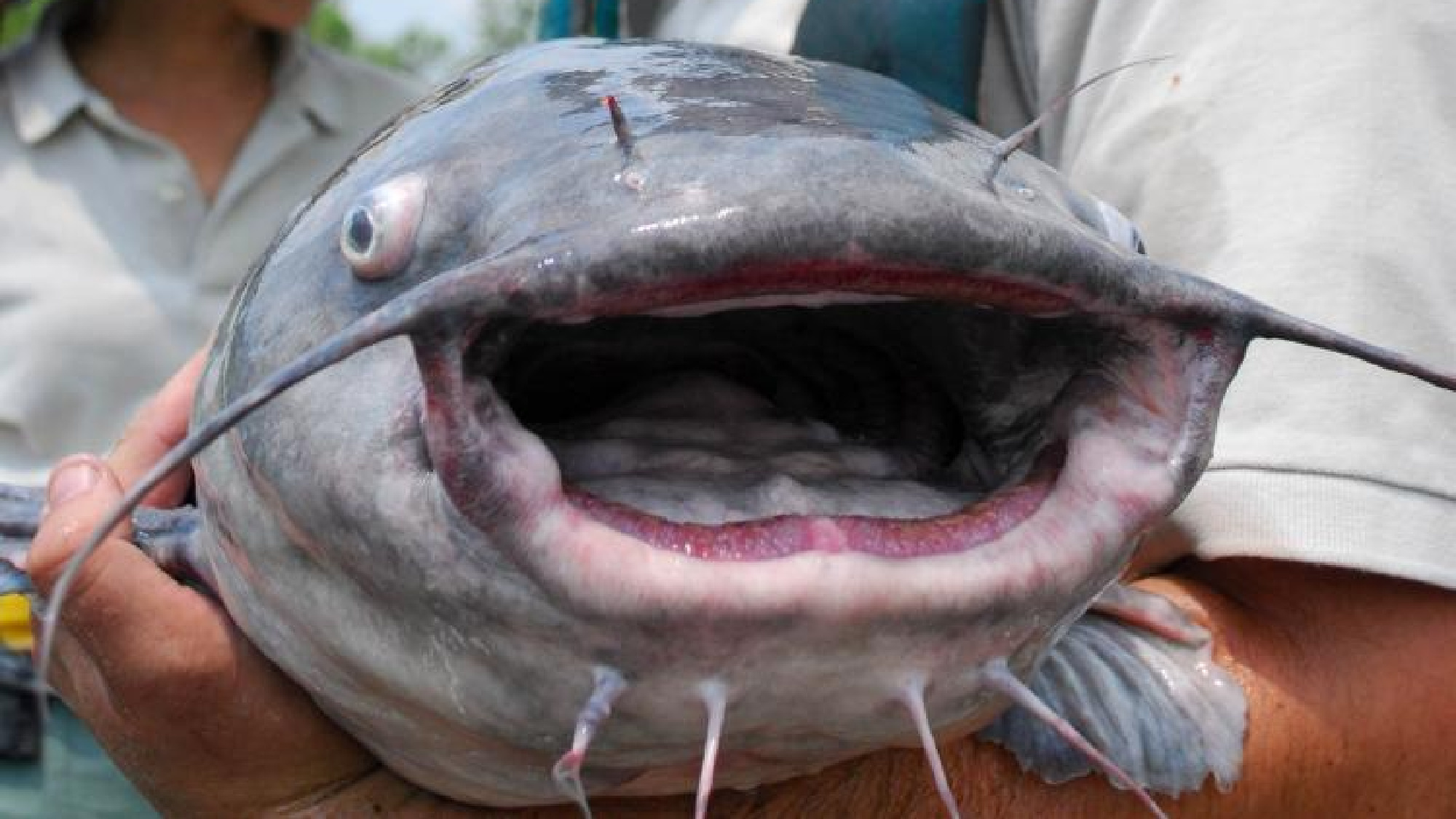 blue catfish closeup