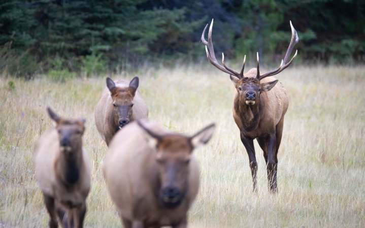 Bull elk following cows.