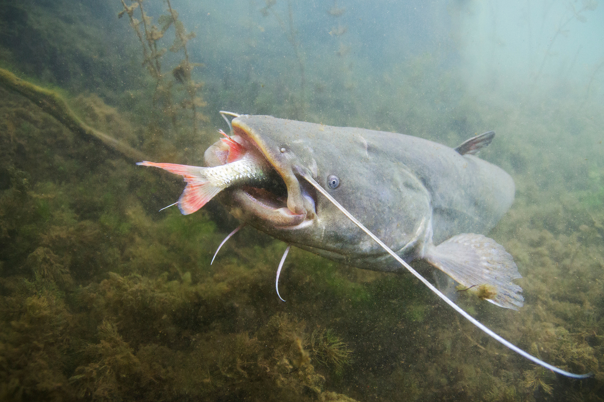 A european catfish eats a fish.