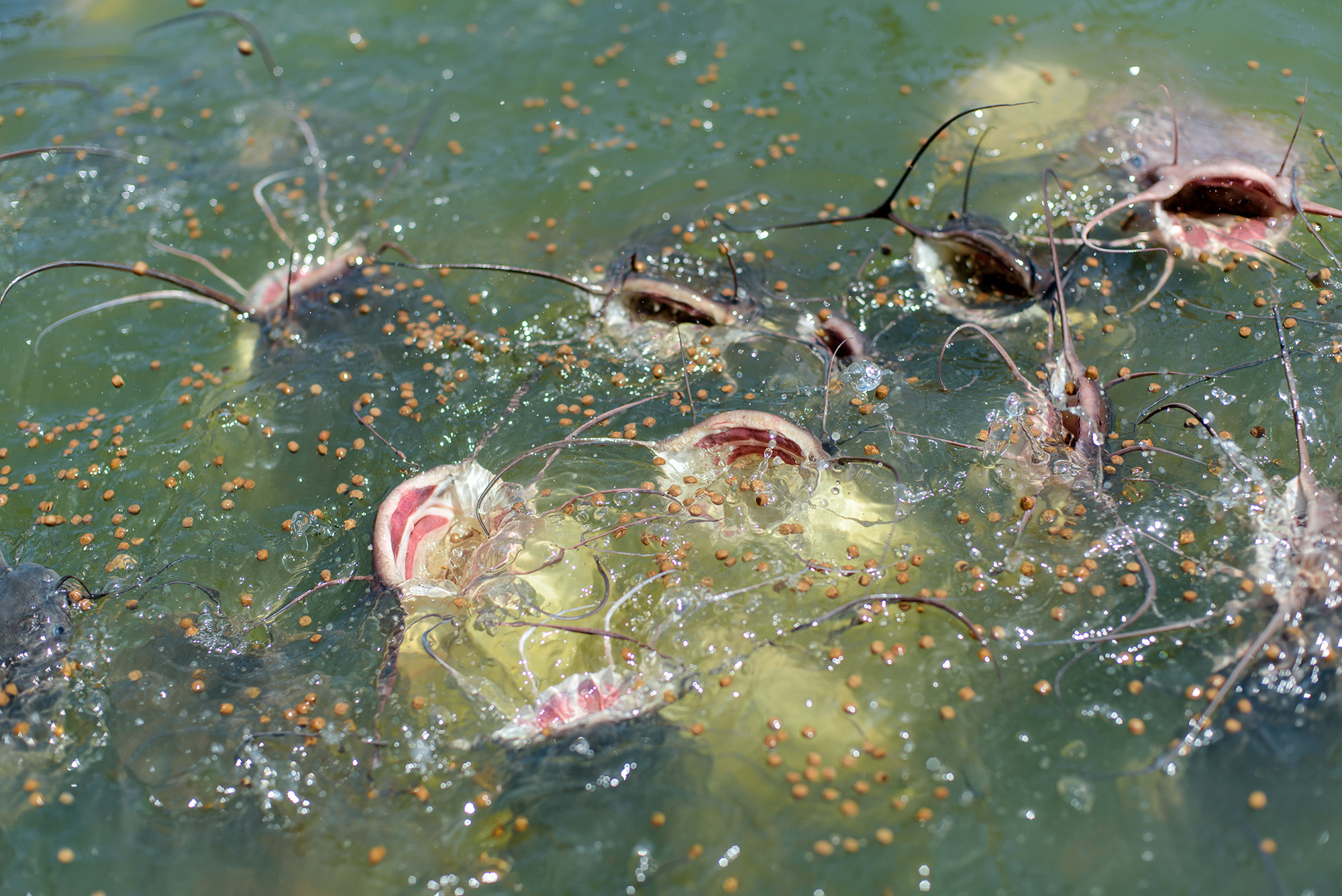 Big catfish with open mouths catch food in the pond of a Buddhist temple in Thailand.