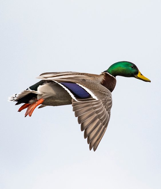 A greenhead flying in a gray sky.