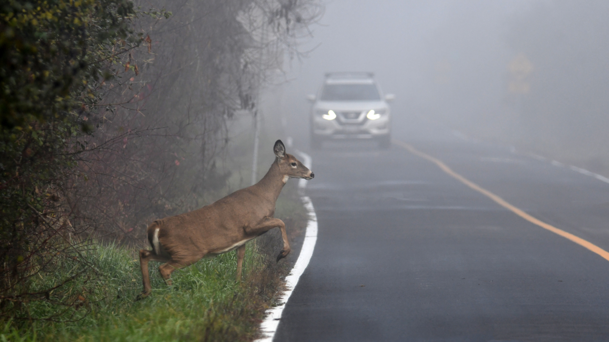 What Is the Deadliest Animal in the World? | Survival Prepper Stores