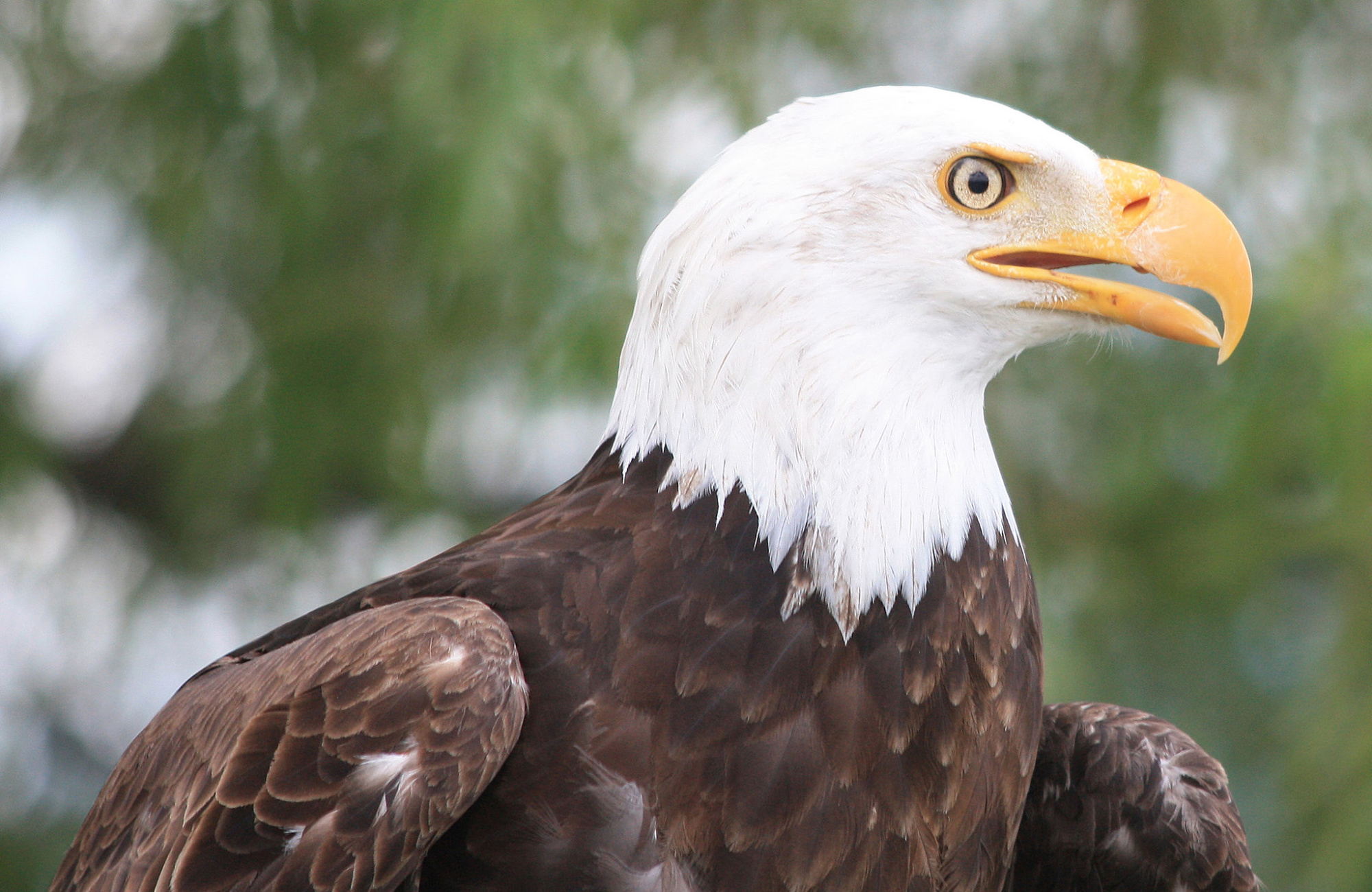 bald eagle closeup