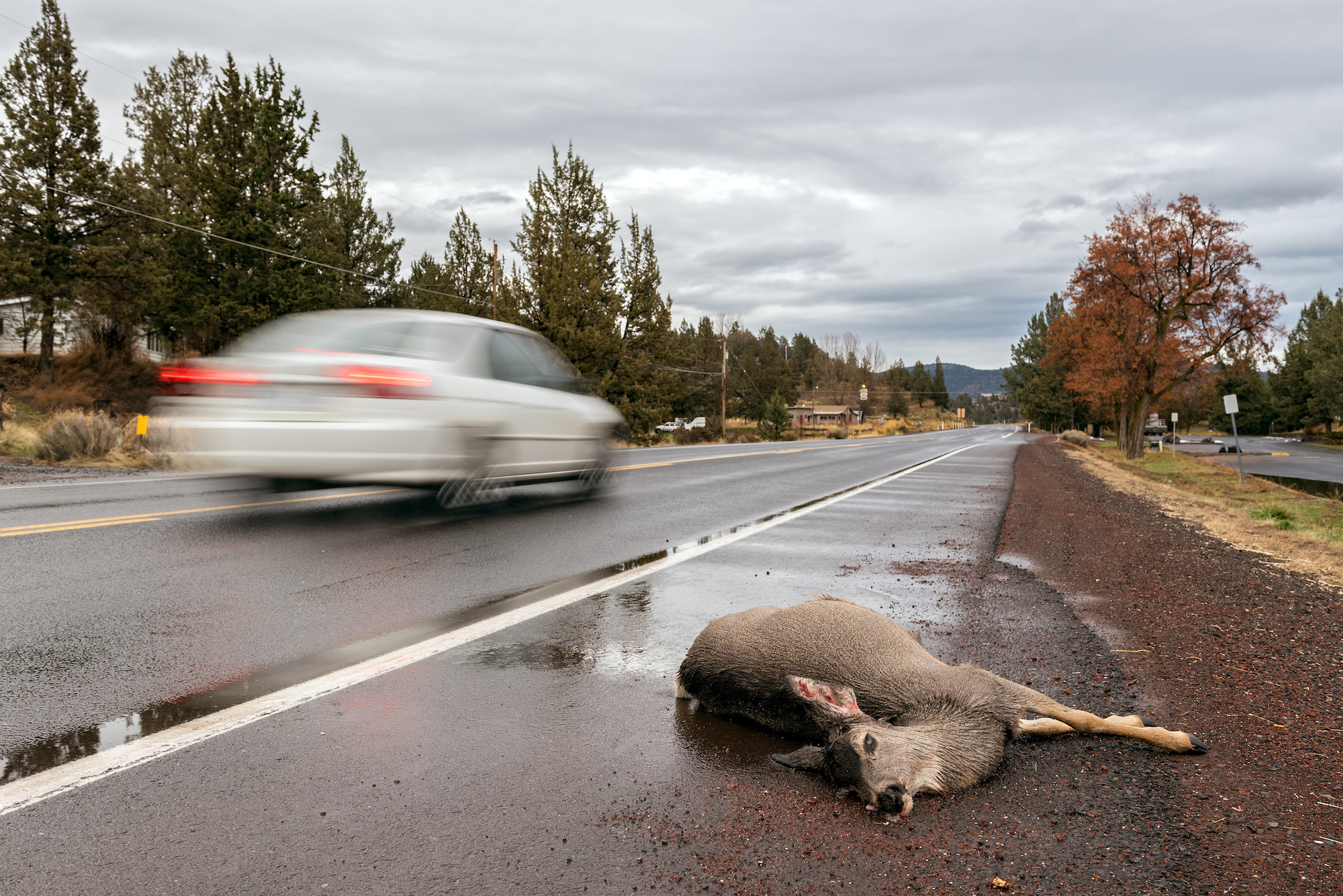 federal wildlife crossings 3