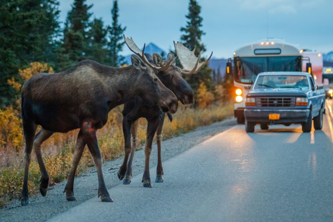 federal wildlife crossings feature