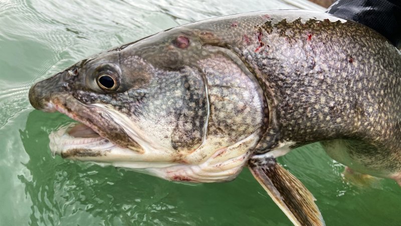 big lake trout in water