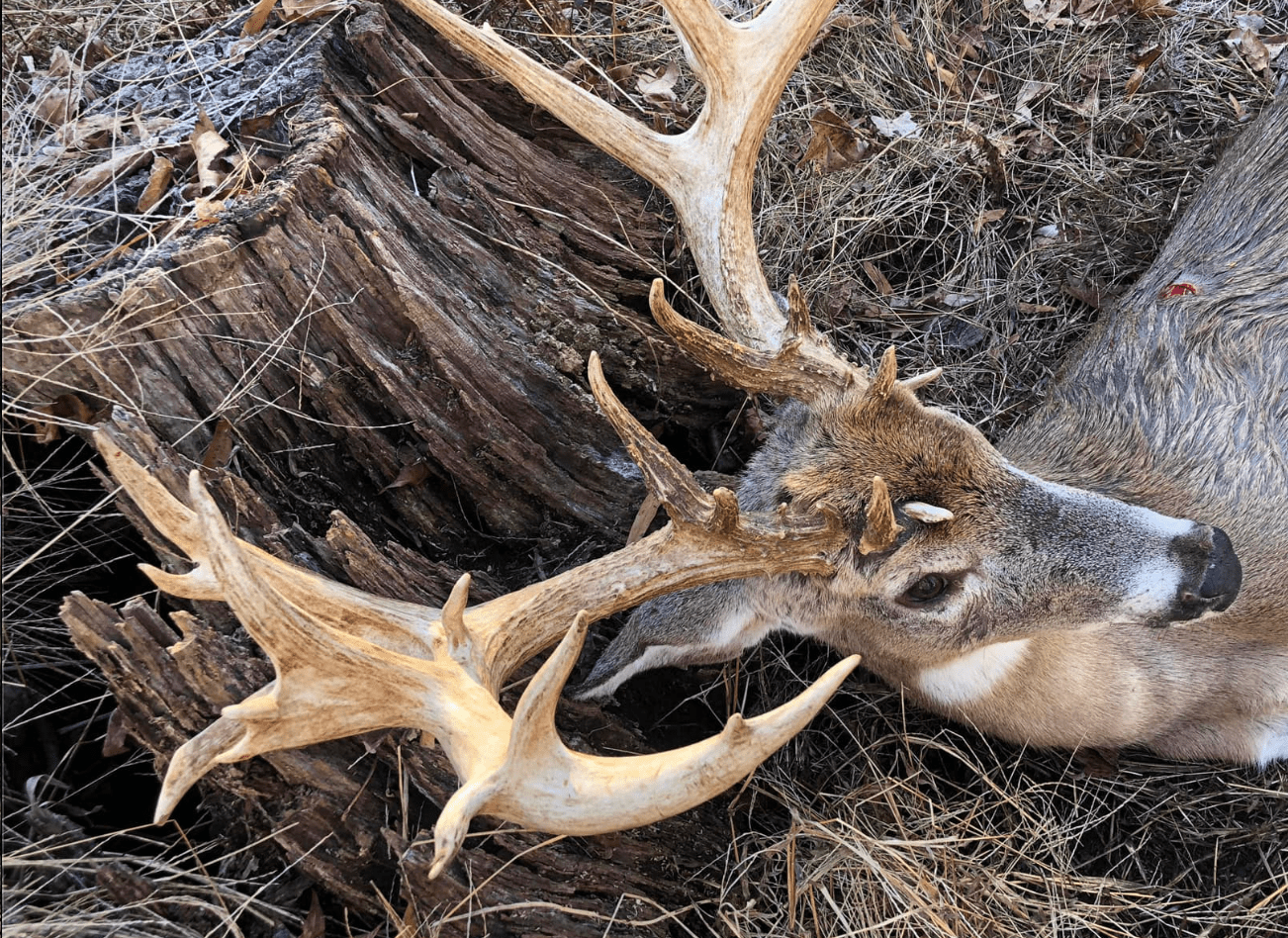 Antlers of a giant nontypical buck that may have been poached.