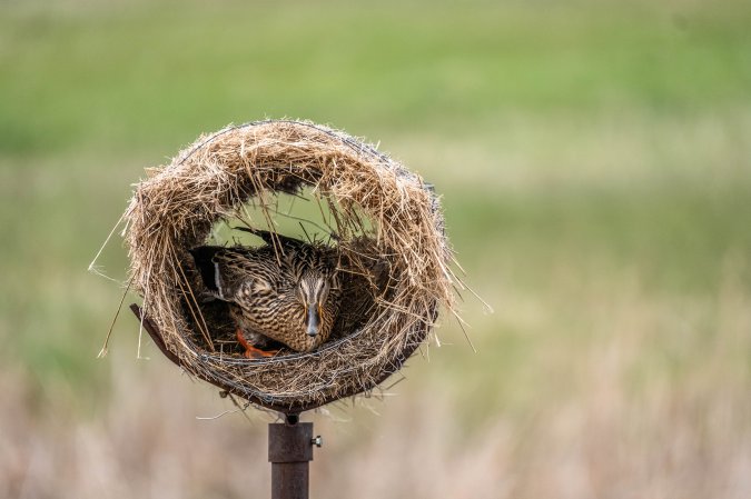 A mallard hen sitting inside a manmade duck nesting house.