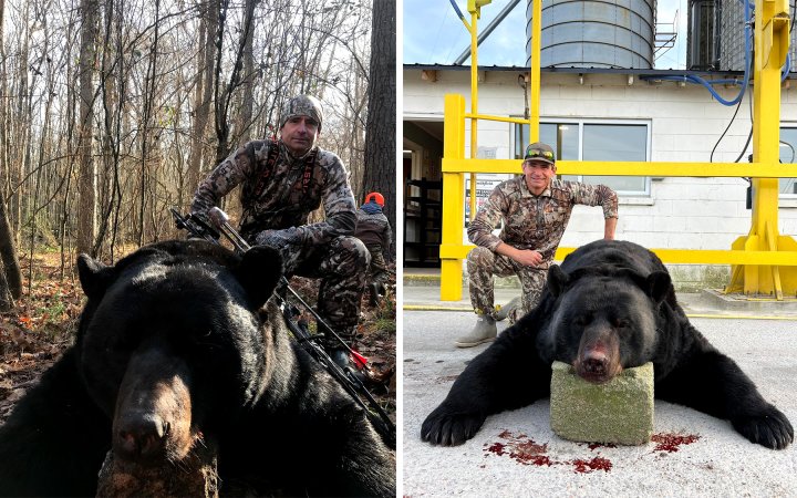 massive north carolina black bear feature