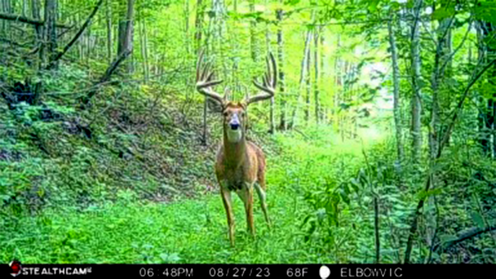 New York Hunter Gets A Second Chance On 180-inch Buck 