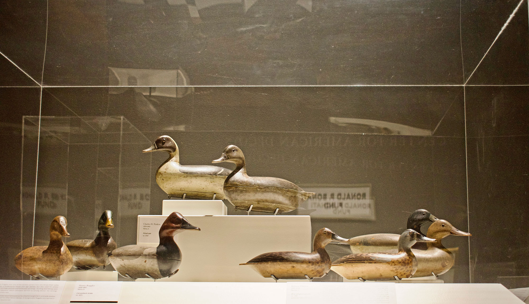 Perdew pintails