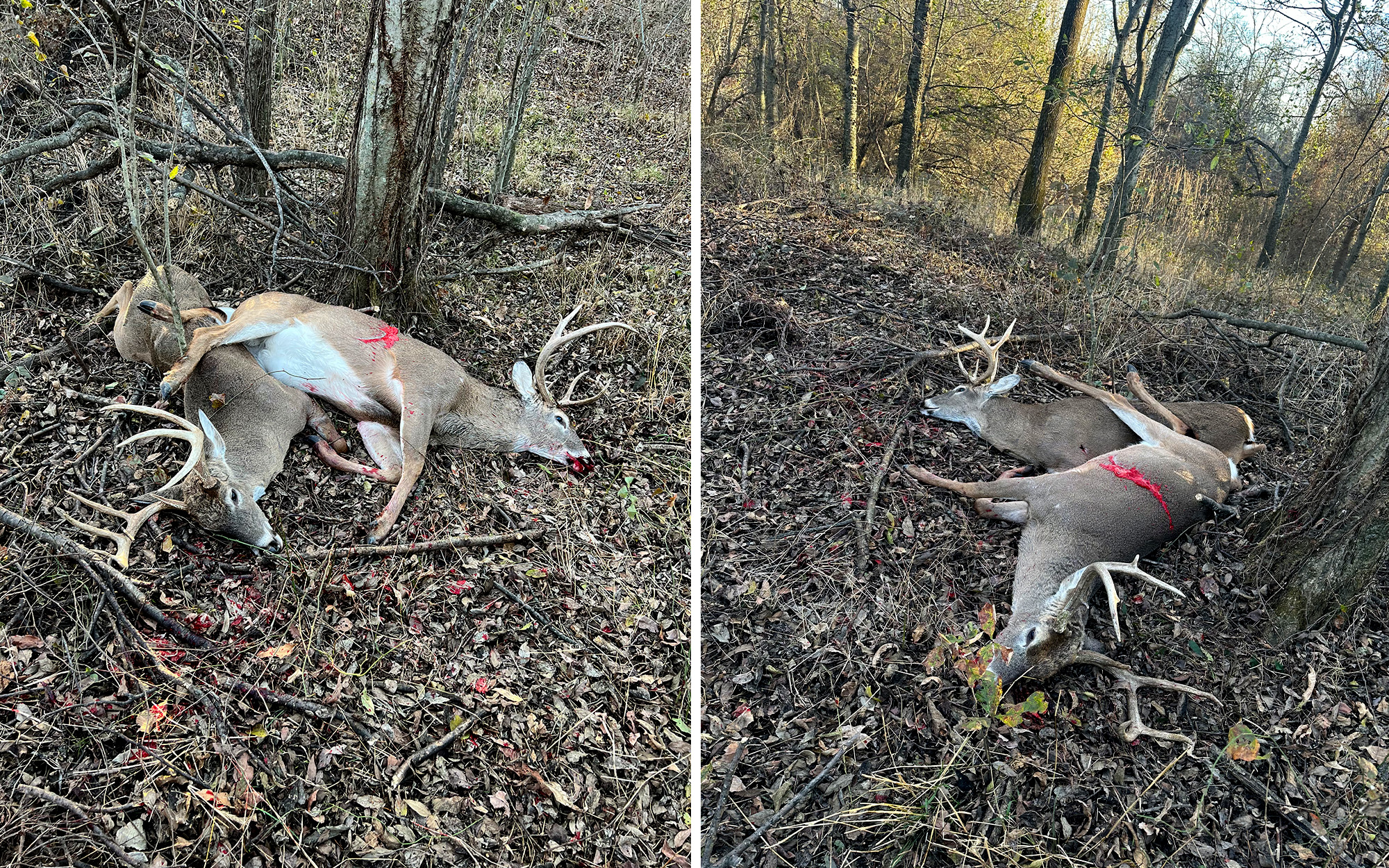 Bowhunter Arrows Two Big Bucks In 2 Minutes, Watches Them Fall In The ...