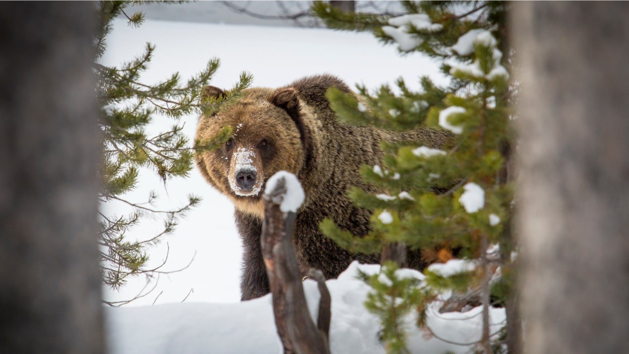 Up to 70 Grizzlies Will Be Released in Washington in the Next 10 Years ...