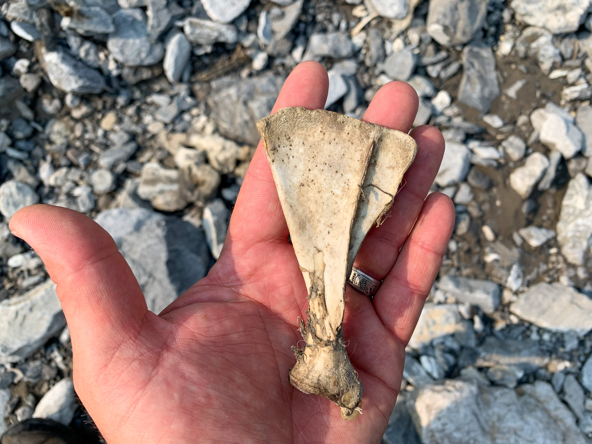 An old tiny shoulder bone of a Dall lamb, held in the palm of a hunter.