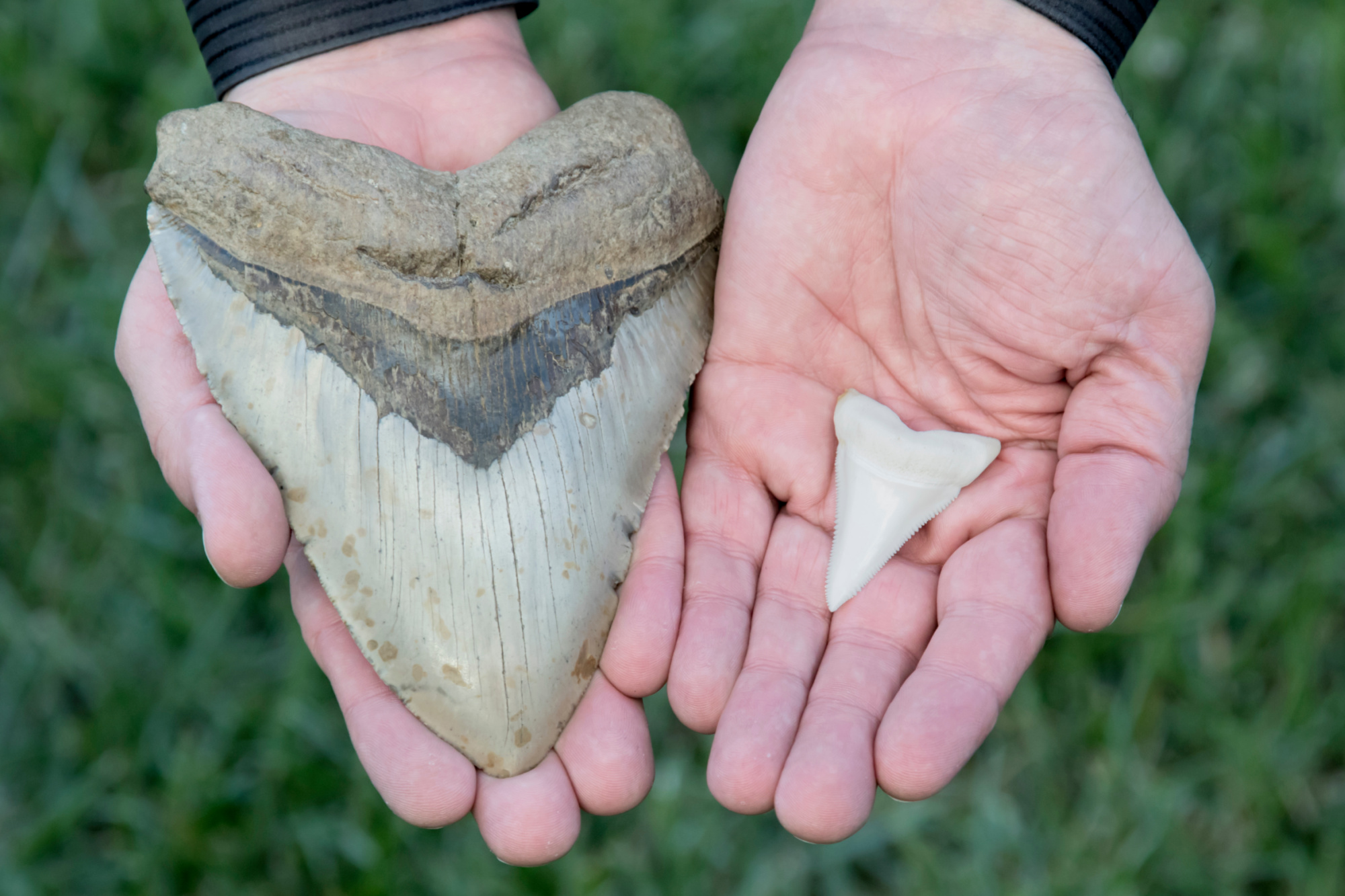 Deep-Sea Expedition Turns Up Ancient Megalodon Tooth