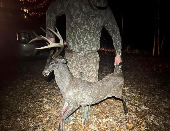 ms dwarf buck 1