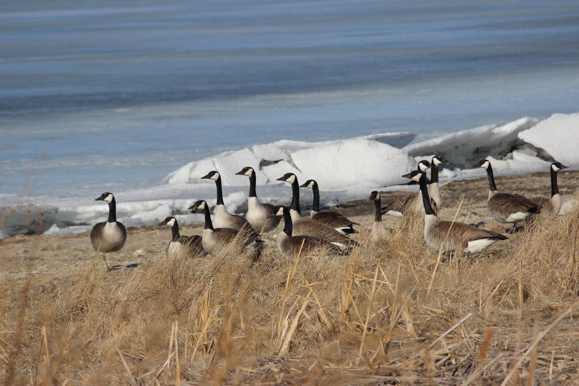 Nd canada discount goose season