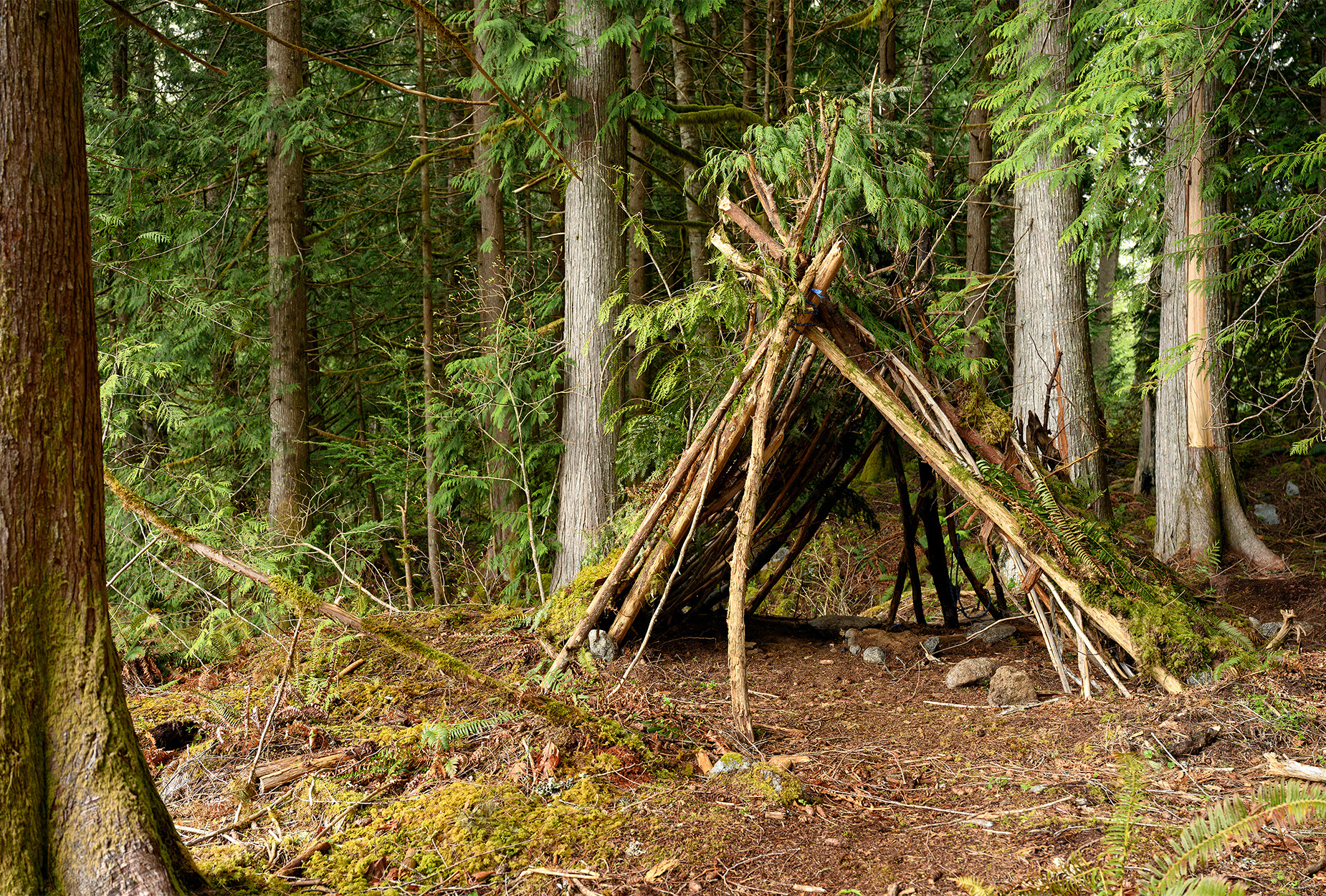 redwood bushcraft 4