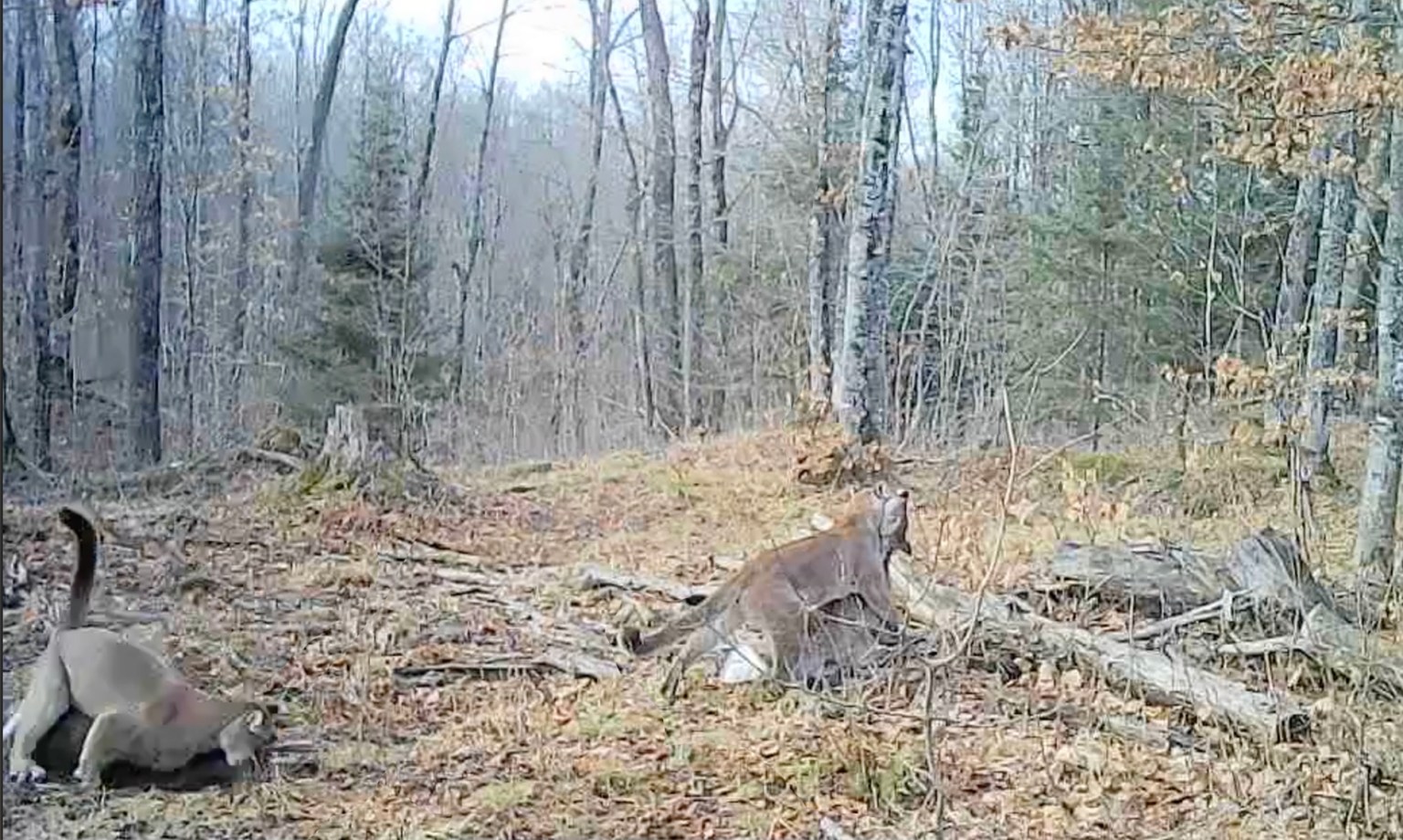 Watch: Rare Trail Cam Video Shows Cougar Killing a Deer in Michigan ...