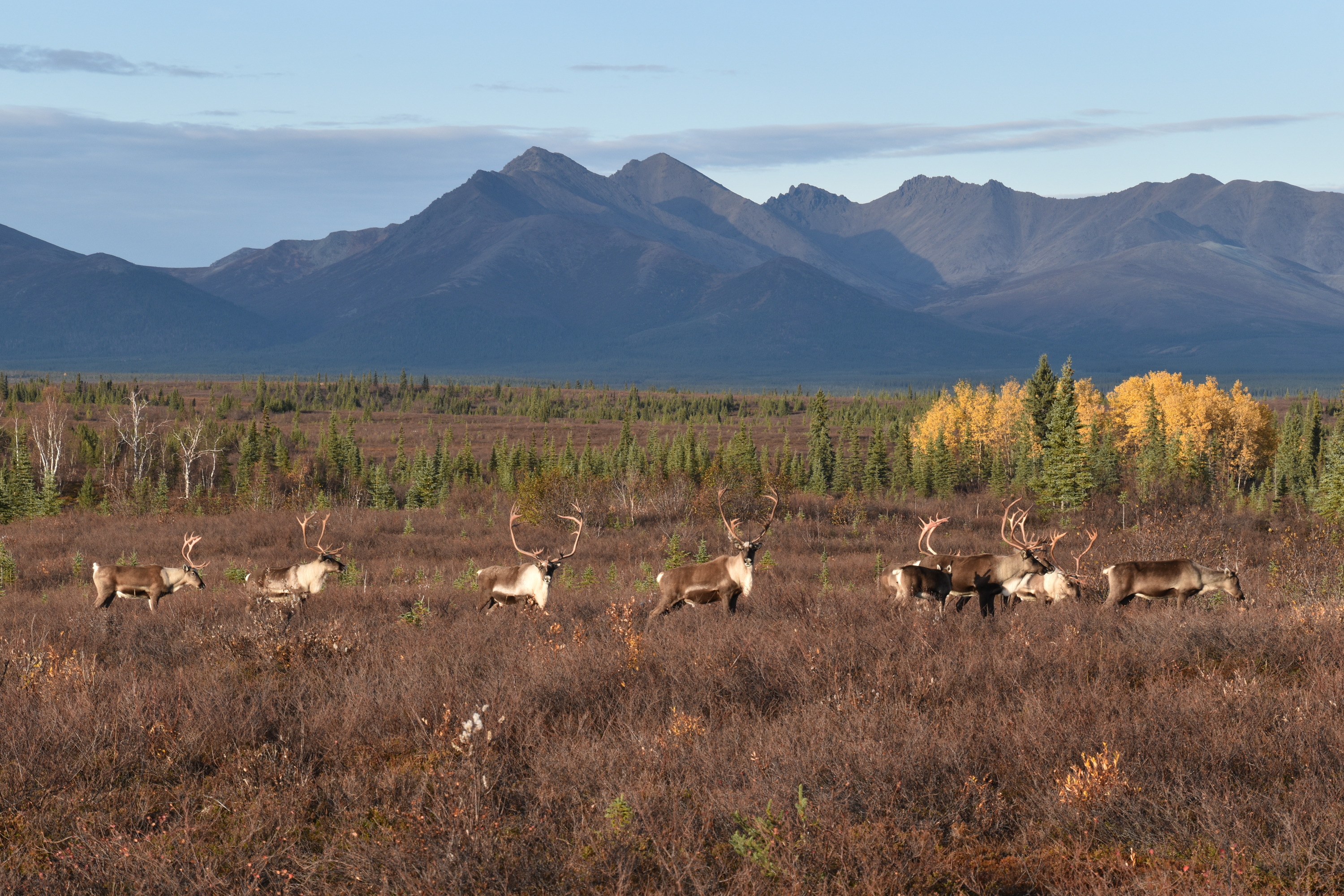 western arctic caribou