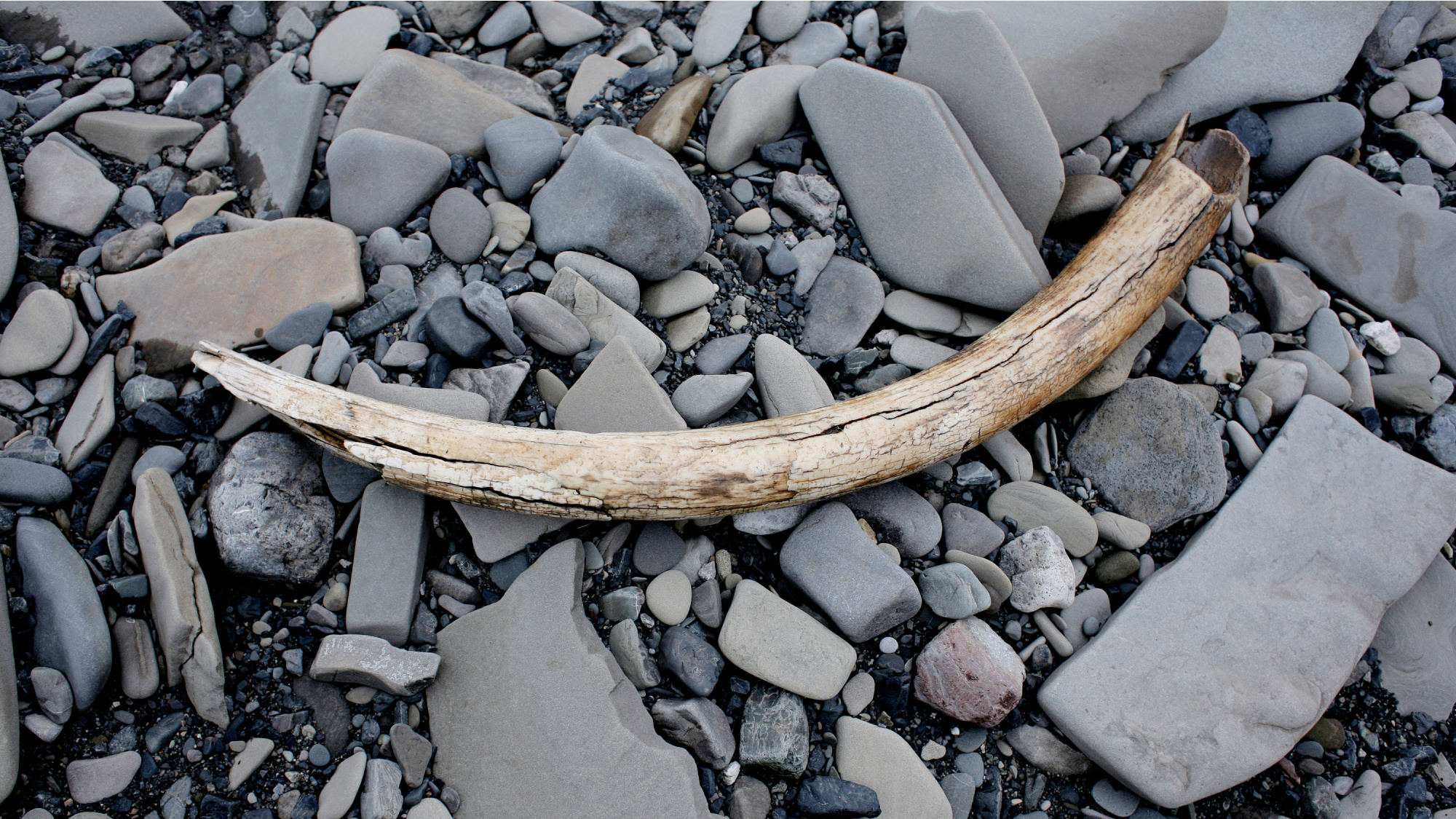 Early Alaskans Built Hunt Camps on Woolly Mammoth Migration Routes