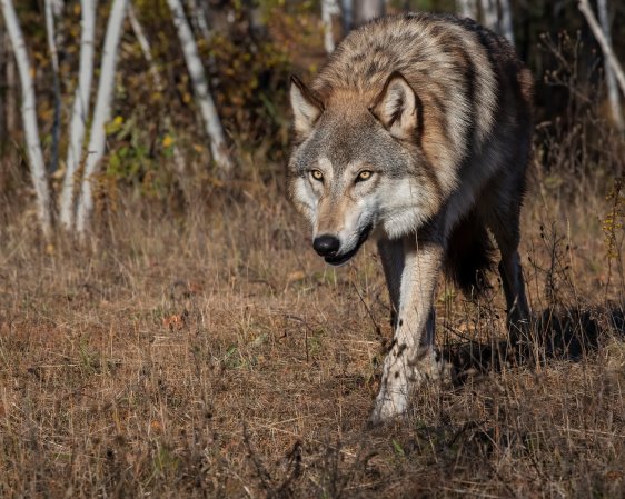 minnesota wolf