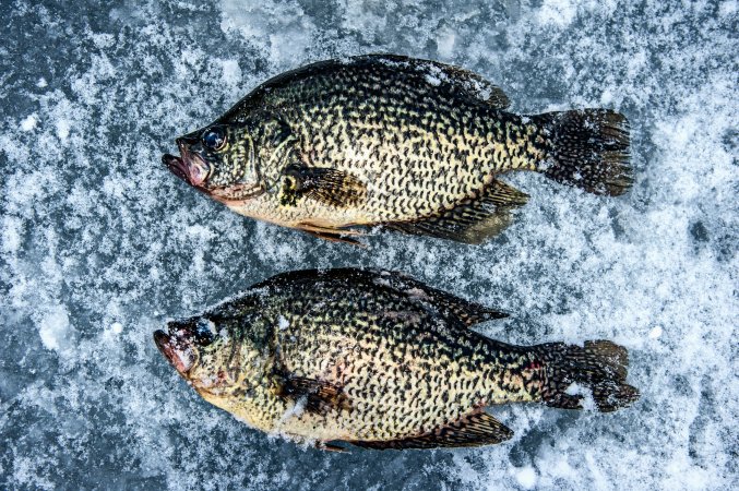 ice fishing crappie