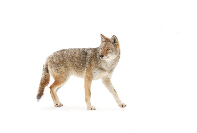 A coyote walks across the snow in Canada.