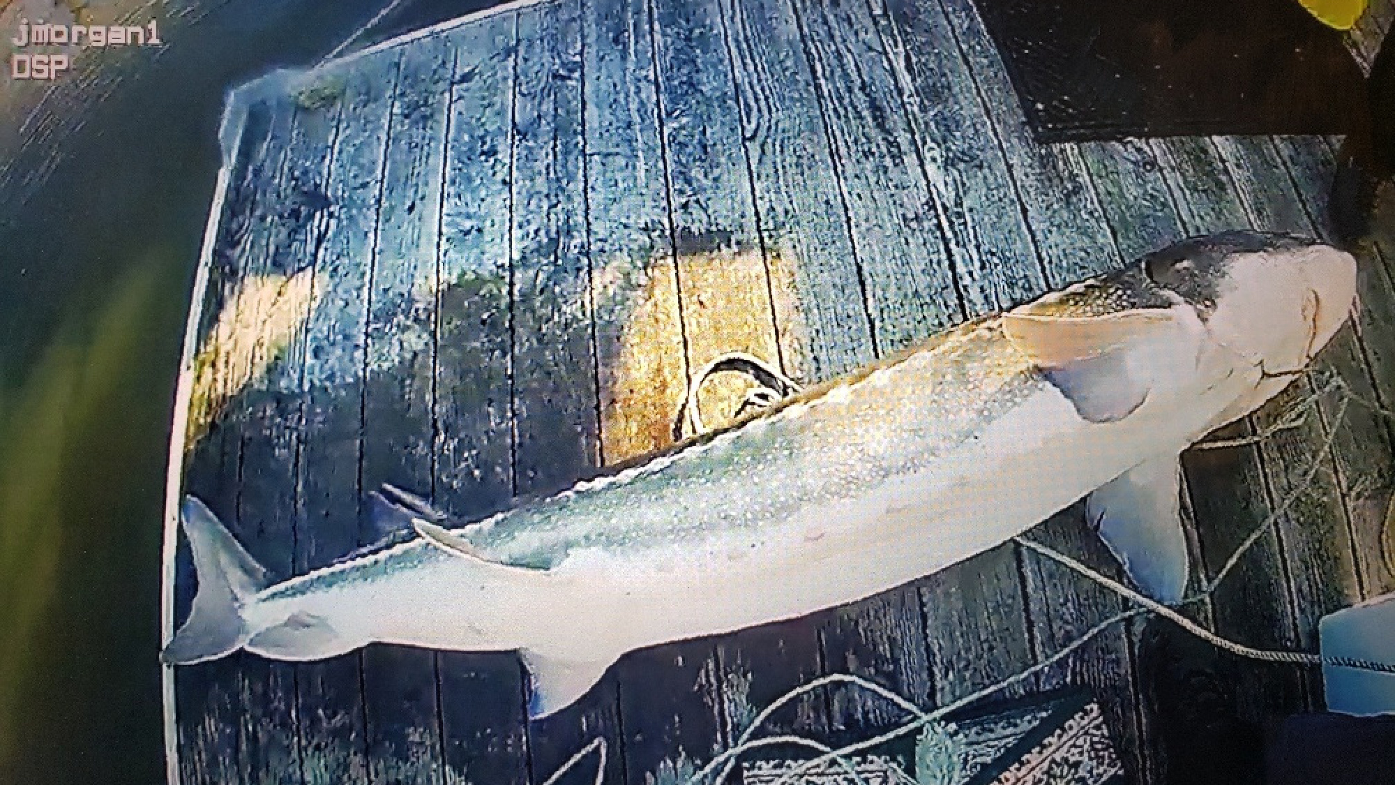 A giant white sturgeon lays on a dock.