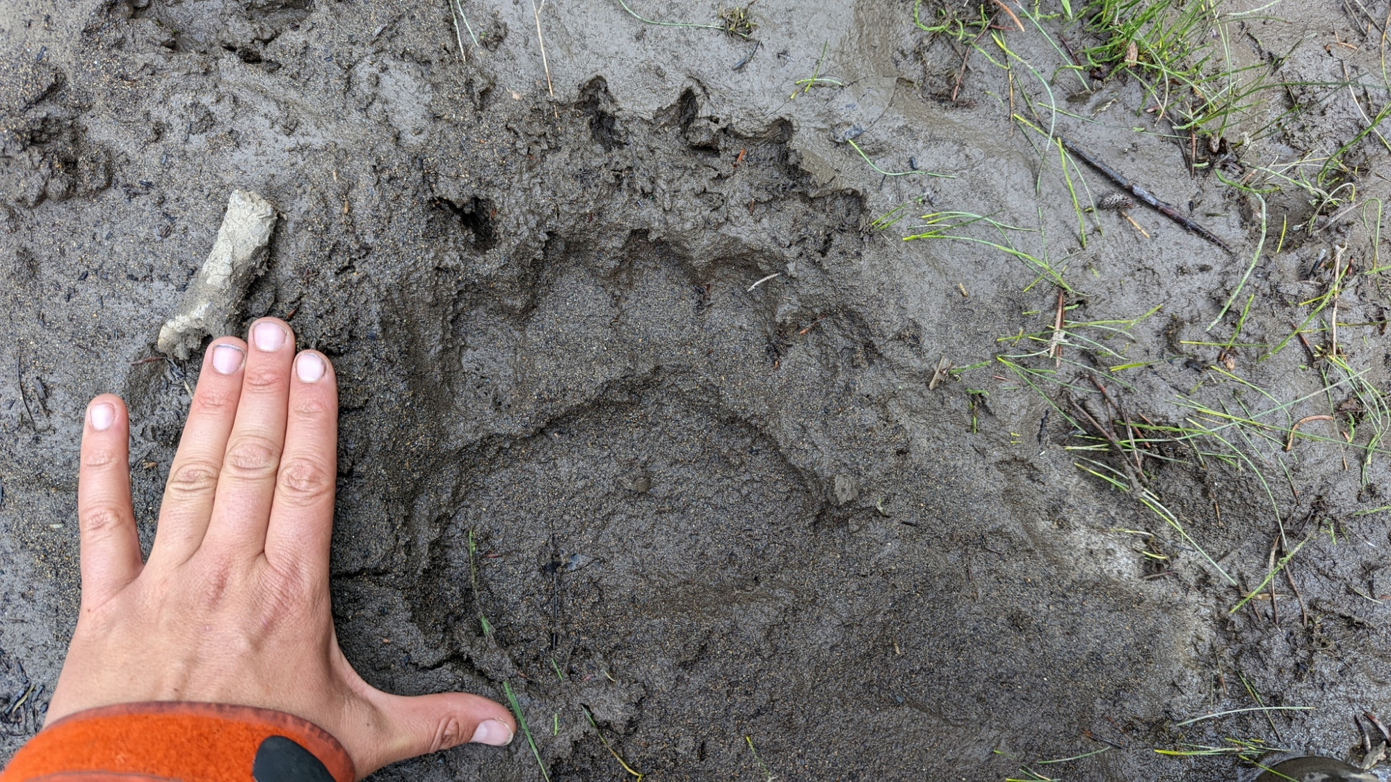 A hand scales a grizzly bear track in the mud.