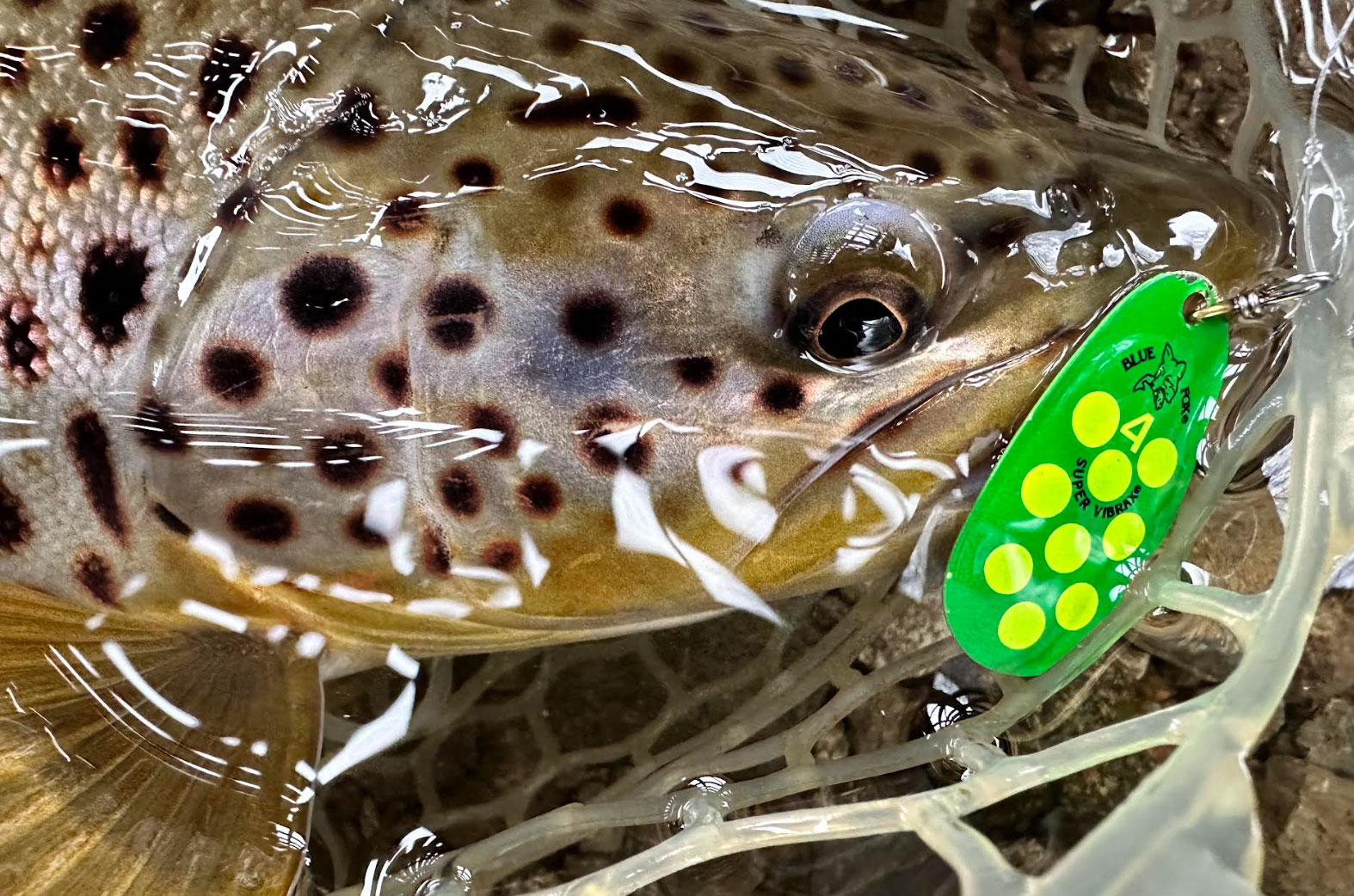 How To Fish Inline Spinners For Trout All Year Long